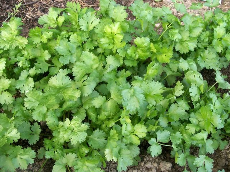 Cilantro