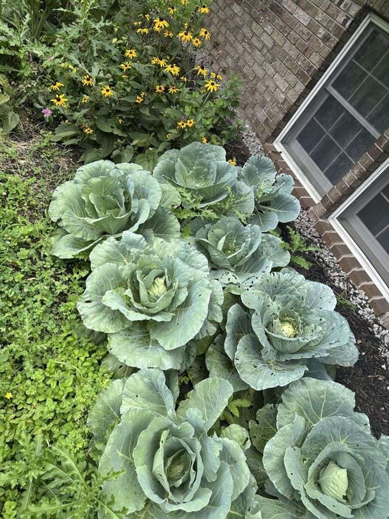 Cabbage