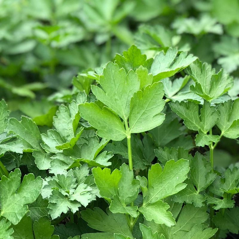 Parsley