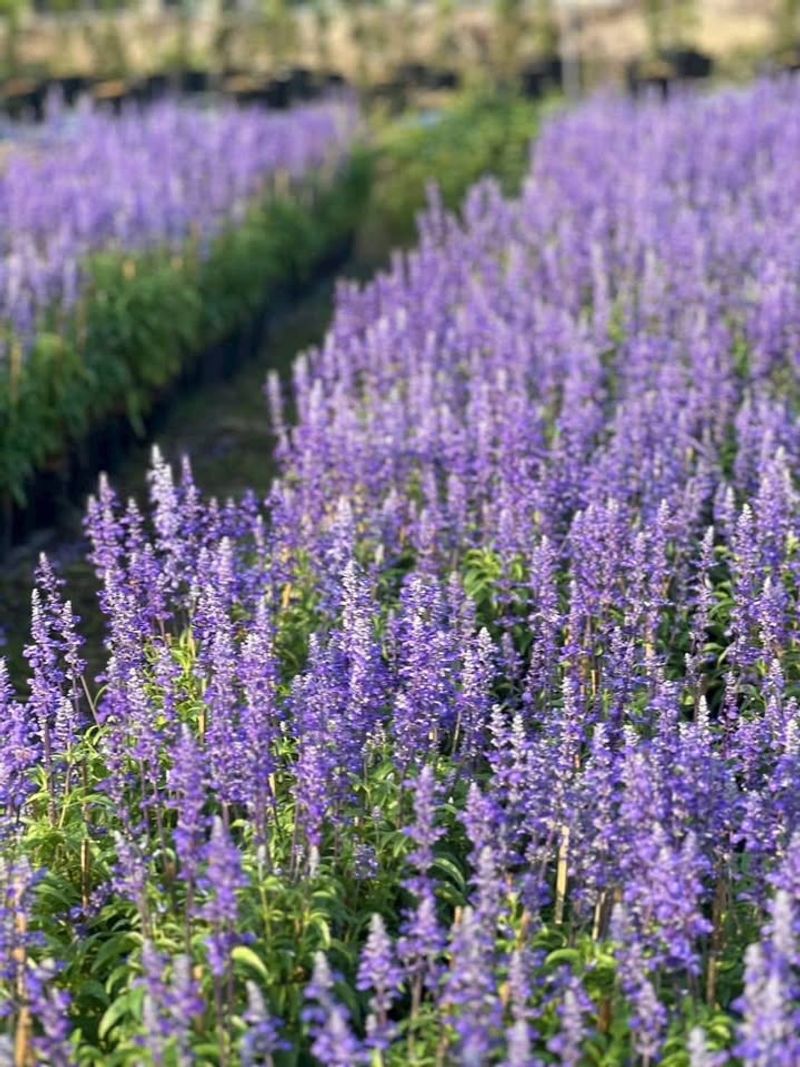 Lavender (Lavandula Angustifolia - Hardy Types)