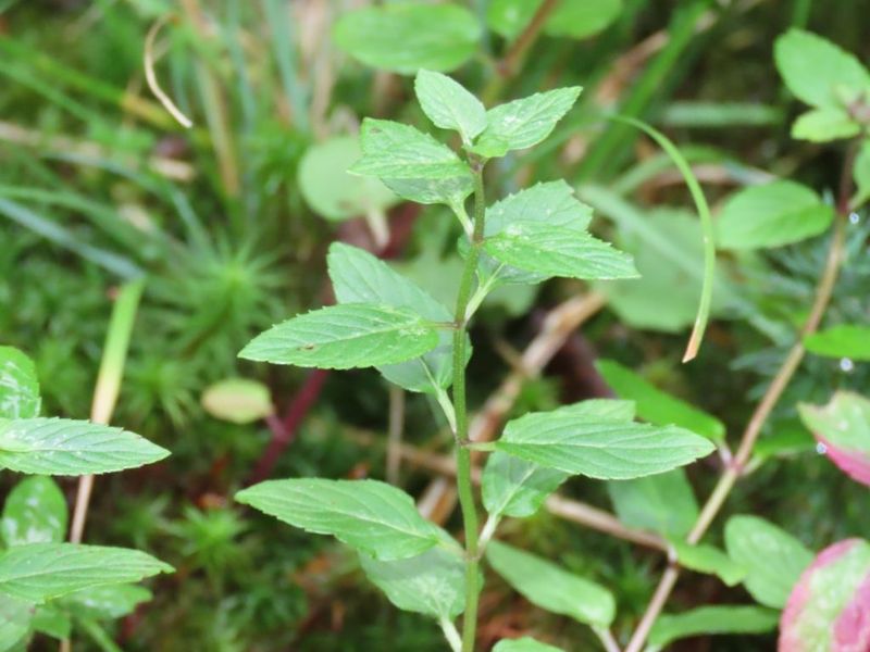 Mint (Mentha Spp.) — Contained