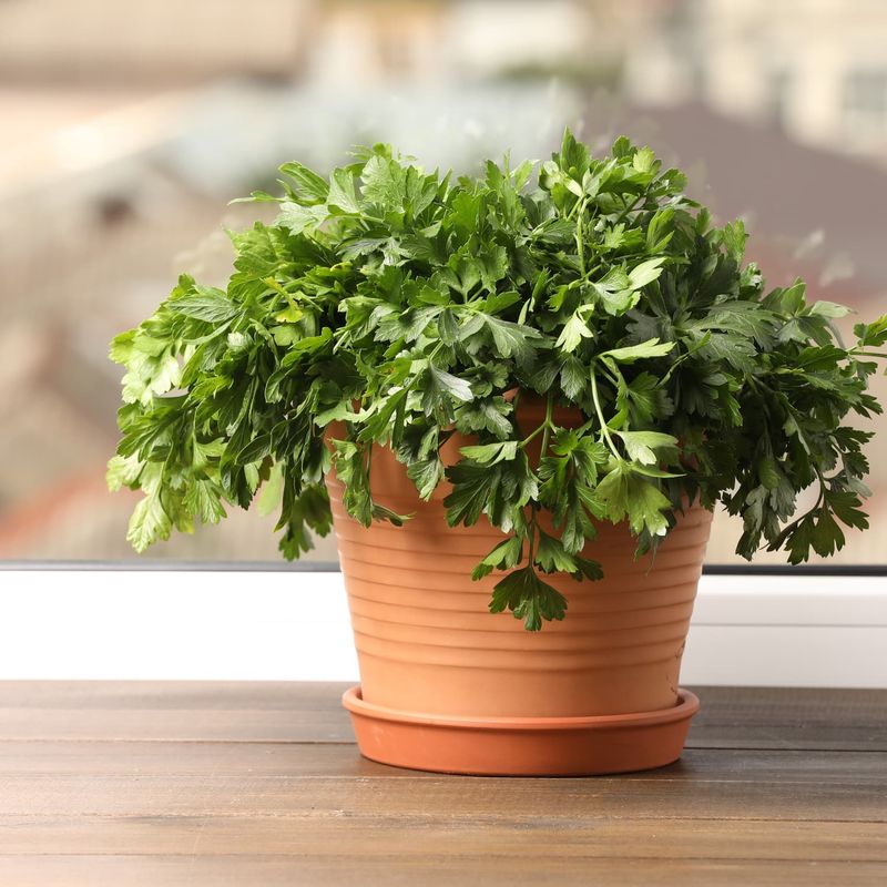 Parsley Delivers Versatile Freshness Year After Year