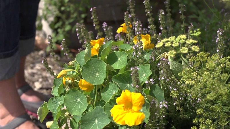 Nasturtiums Act As Living Pest Decoys In The Garden