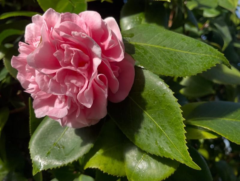 Middlemist Red Camellia