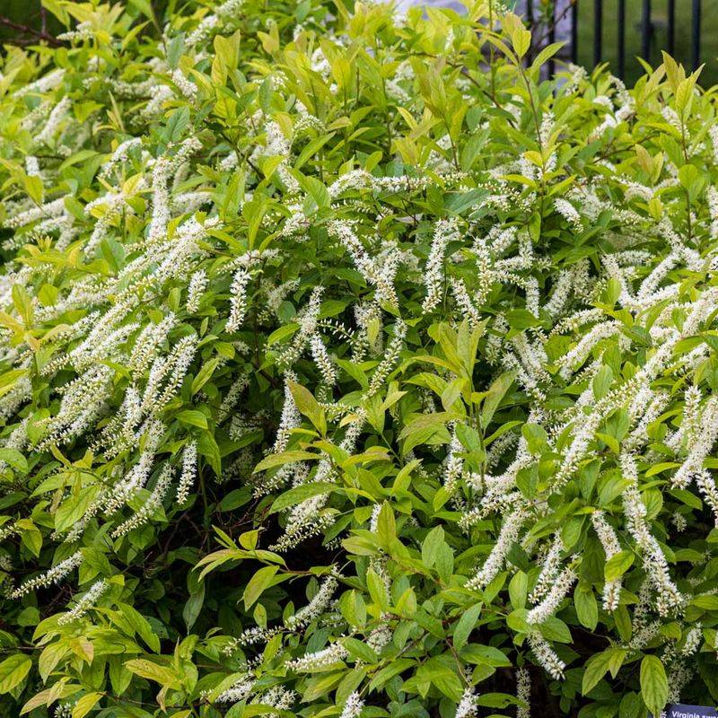 Virginia Sweetspire For Moist Sites And Berry Production