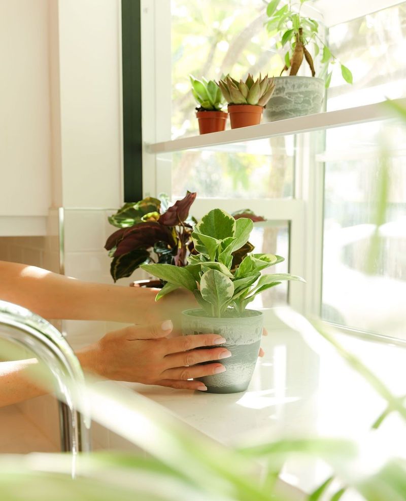 Rotate Pots Weekly For Even Growth