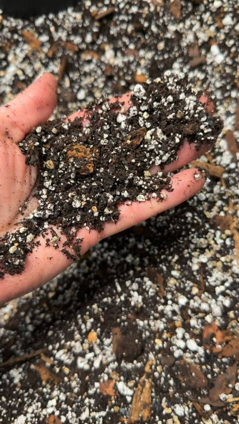 Plant In Well-Draining Soil To Prevent Root Rot