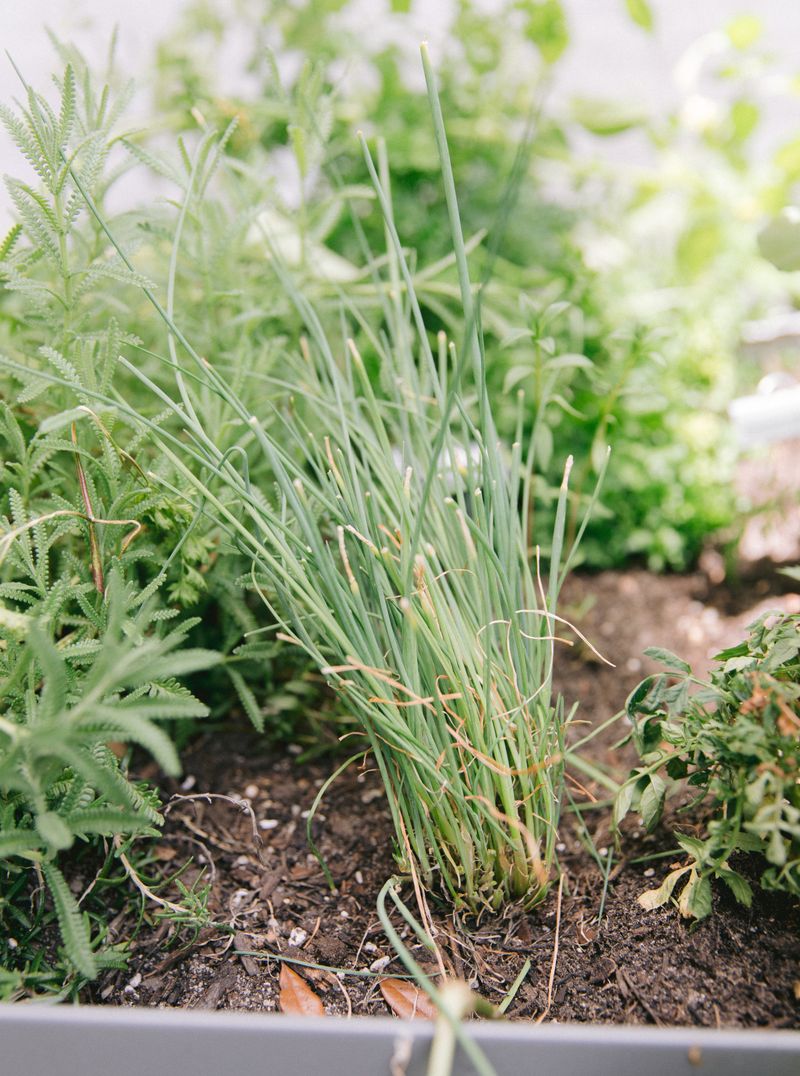 Start With Quality Seeds Or Transplants