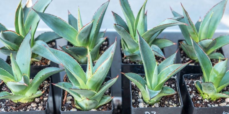 Protect Young Agaves From Extreme Summer Heat