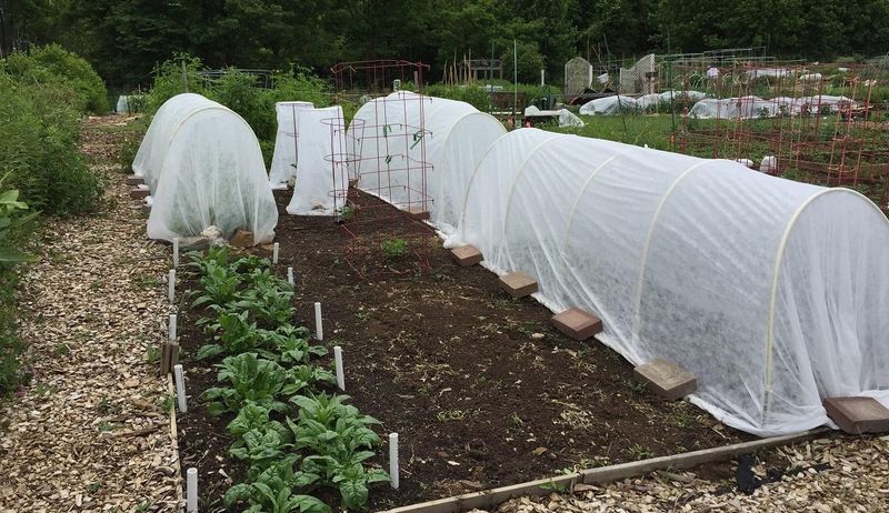 Use Row Covers And Frost Cloth To Shield Plants From Temperature Drops