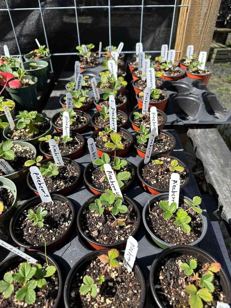 Start With Healthy Plants Instead Of Seeds