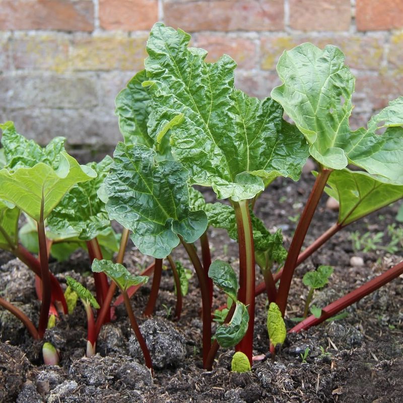 Give Rhubarb Plenty Of Space To Mature