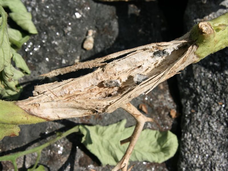 Remove Infected Plants Immediately