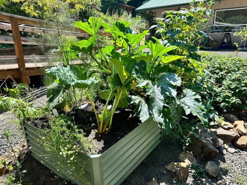 Use Raised Beds Or Containers If Drainage Is Poor