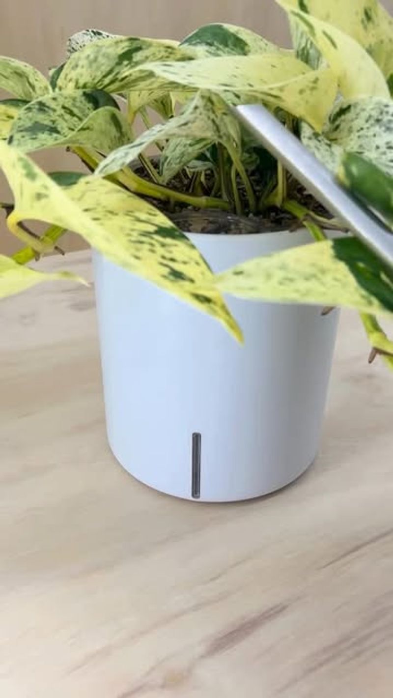 Water Deeply But Less Often