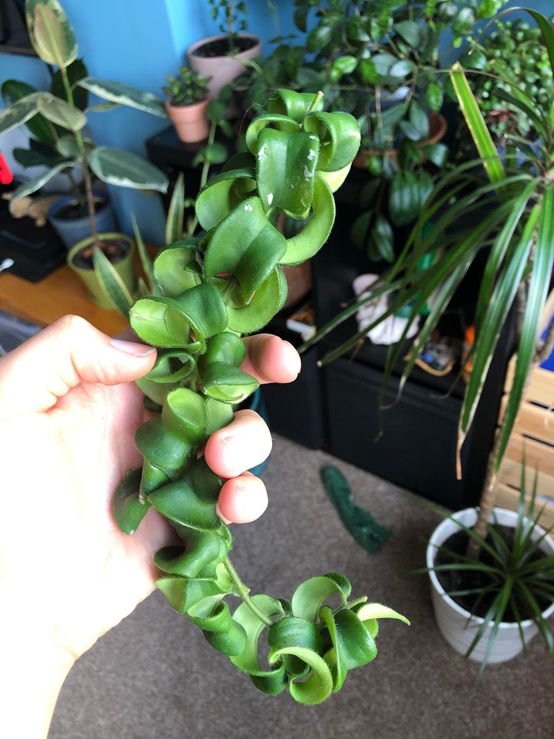 Make Clean Cuts Just Below A Leaf Node