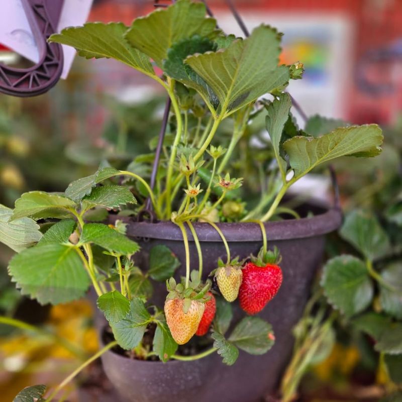 Use Wide, Shallow Containers Instead Of Deep Pots