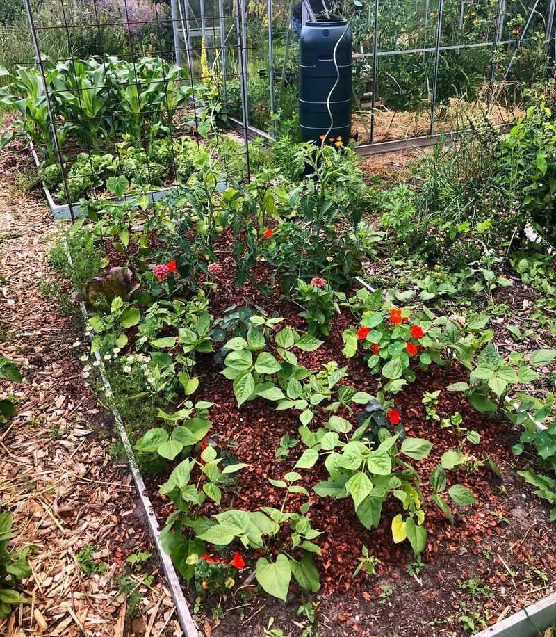 Plant in Well-Draining Soil Enriched With Compost