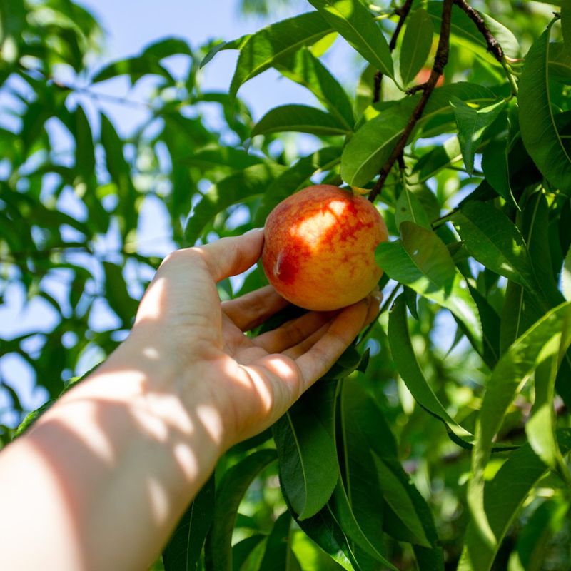 Plant In Full Sun Locations