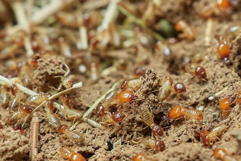 Avoid Mulch That Can Harbor Pests