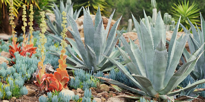 Let Agaves Grow Naturally Without Over-Care