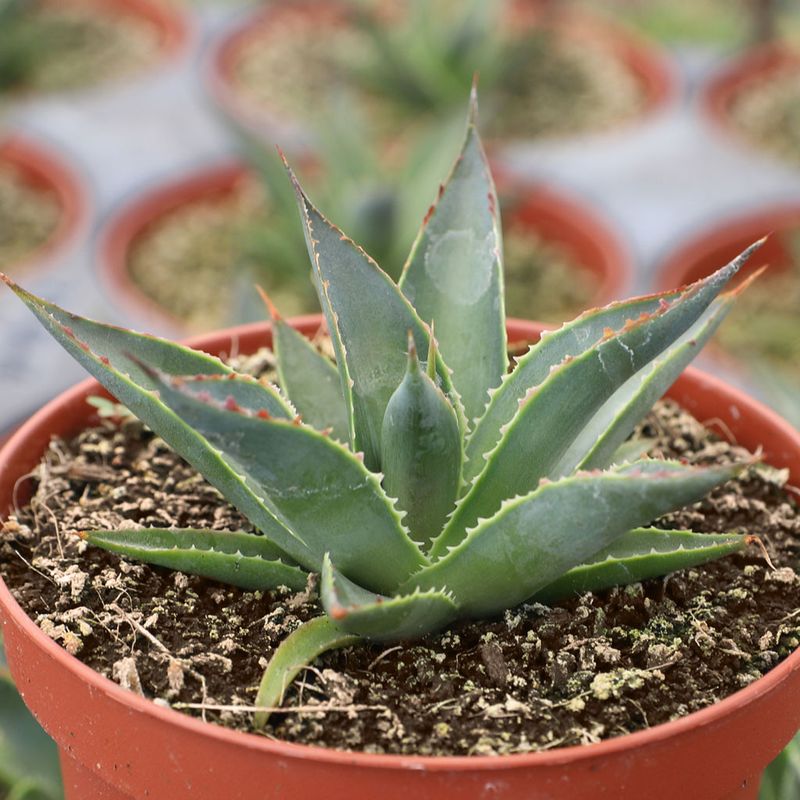 Plant In Well-Draining Soil With Proper Amendments