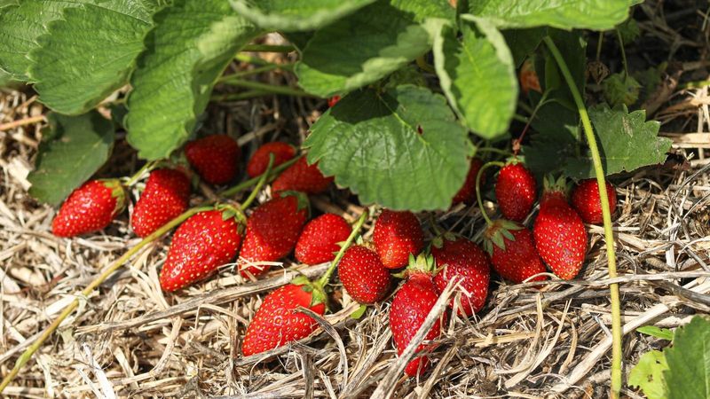 Select Day-Neutral Varieties Perfect For California Climate