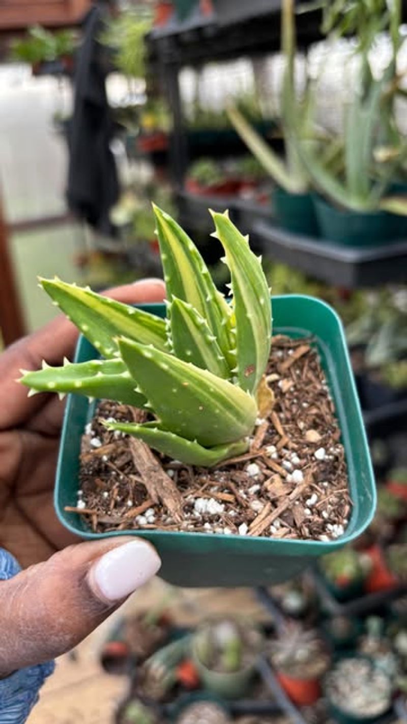 Use A Well-Draining Soil Mix