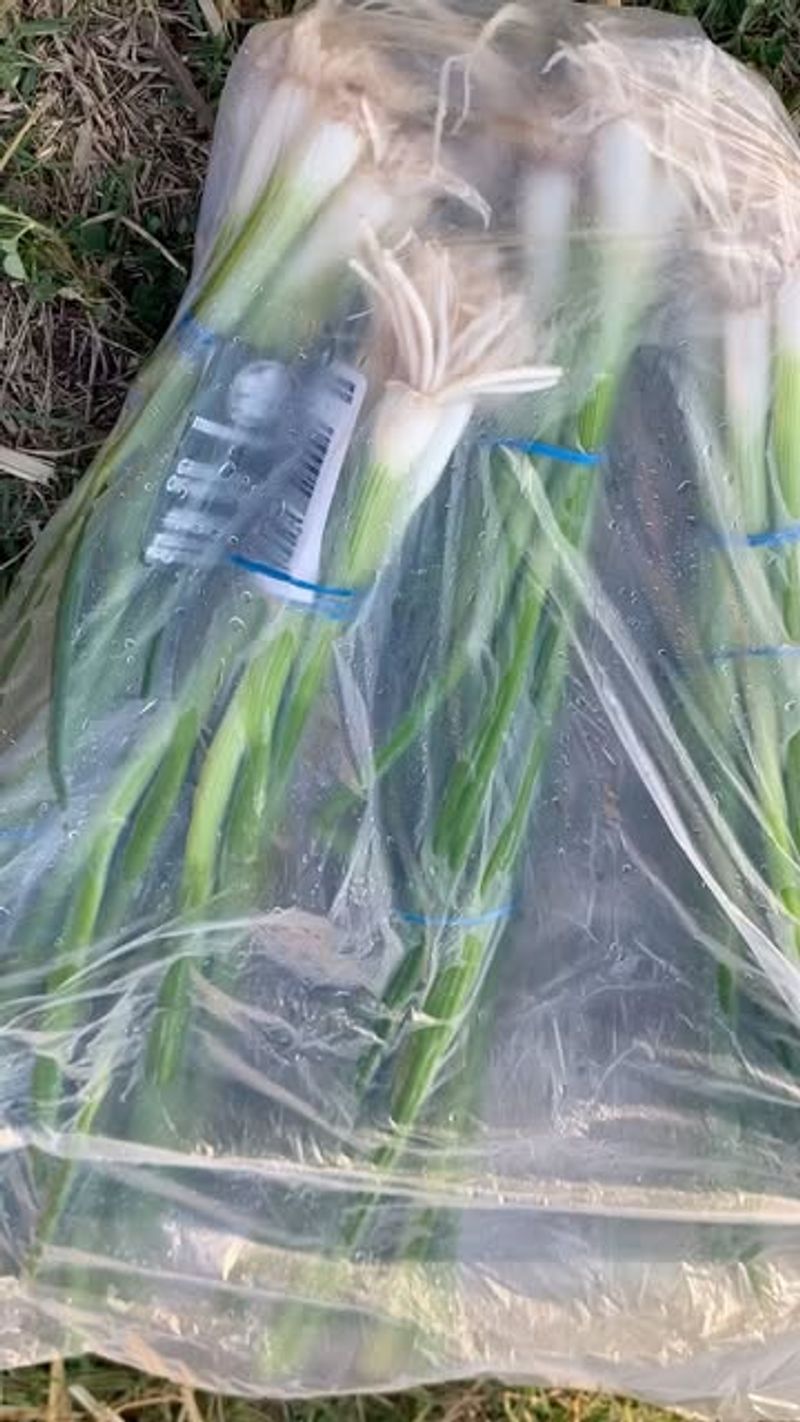 Use Grocery Store Green Onions For Instant Results
