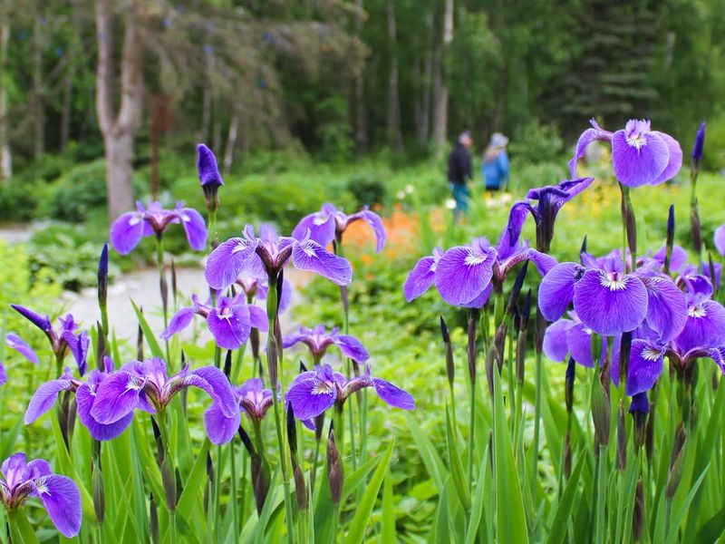 Plant Irises At The Perfect Time And Depth