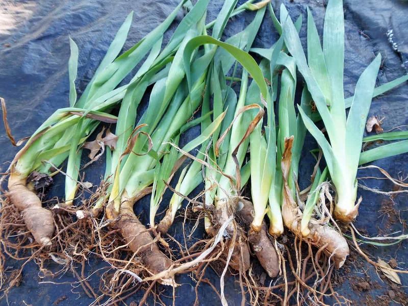 Prepare Your Soil Properly For Healthy Iris Growth