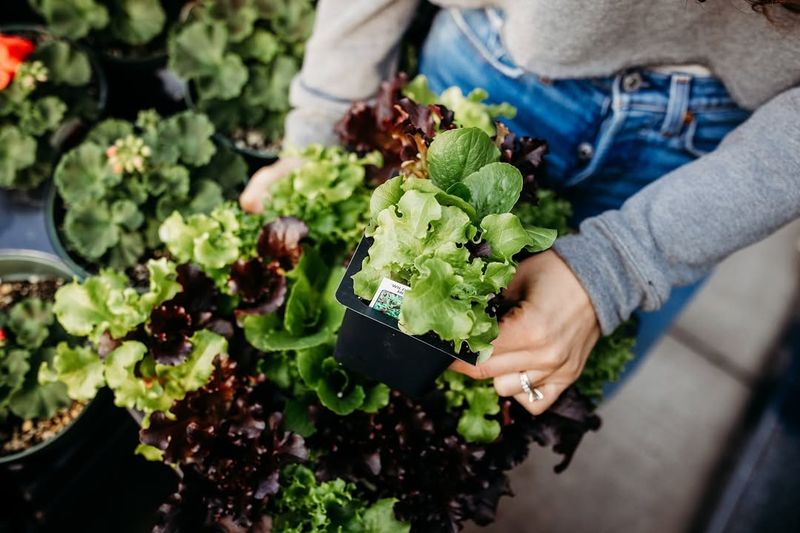 Select Cold-Hardy Salad Greens Perfect For January