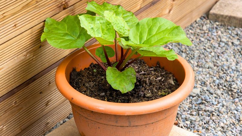 Prepare Rich, Well-Draining Soil Before Planting