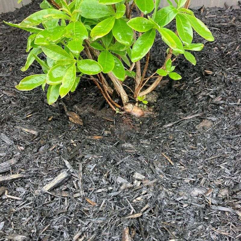 Apply Mulch At The Perfect Depth