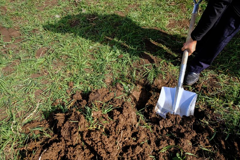 Prepare Rich, Well-Draining Soil Before Planting