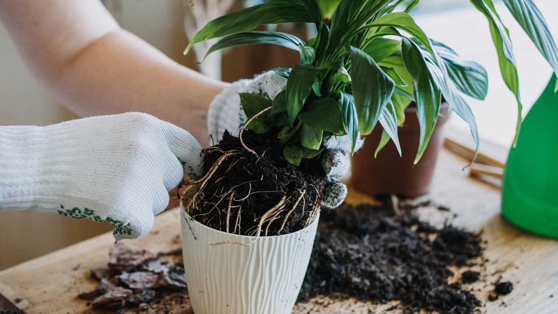 Carefully Remove Your Peace Lily From Its Current Pot