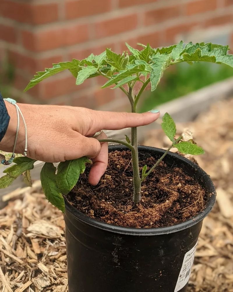 Bury Stems Deeper For Stronger Tomato Plants
