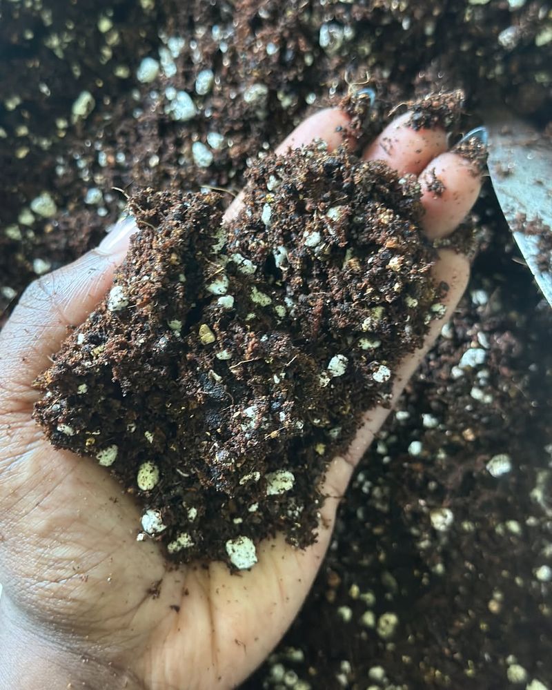 Use Proper Seed-Starting Mix (Not Garden Soil)