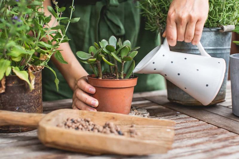 Master The Art Of Watering Without Overdoing It