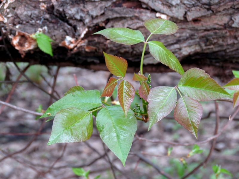 Cut Vines Before Pulling Roots