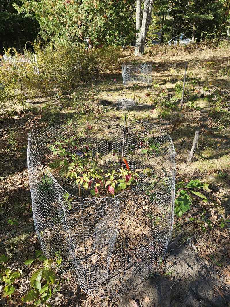 Shield Nearby Plants