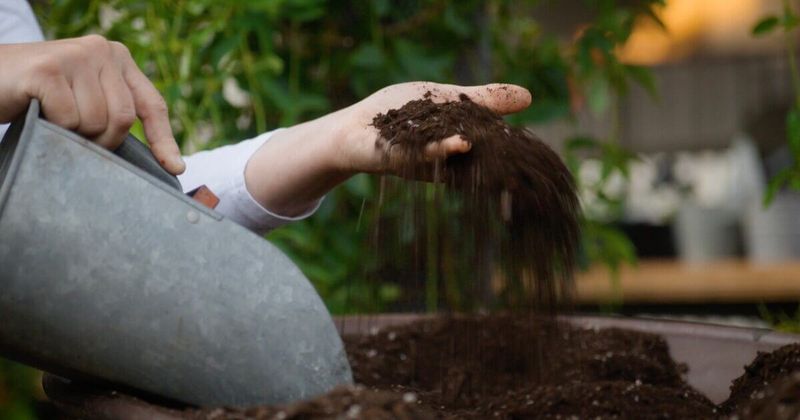 Improve Your Soil With Organic Matter
