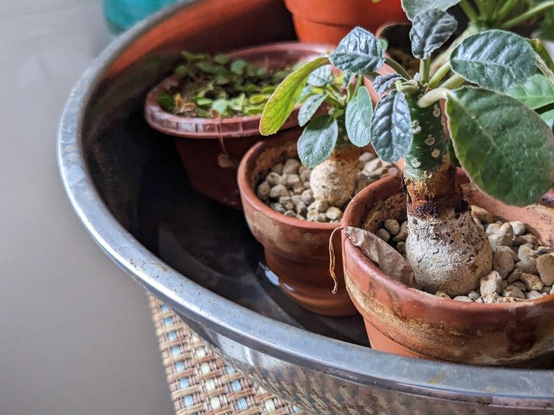 Master Bottom Watering Techniques For Healthier Roots