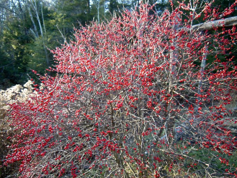 Find The Perfect Planting Location With Proper Sunlight