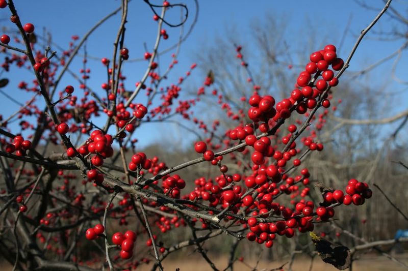 Plant Both Male And Female Shrubs For Berries
