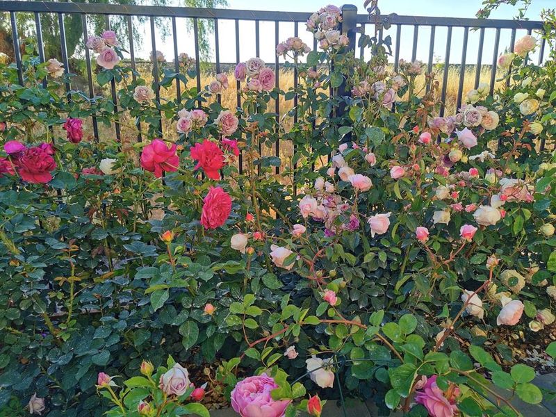 Master the Art of Deep, Infrequent Watering