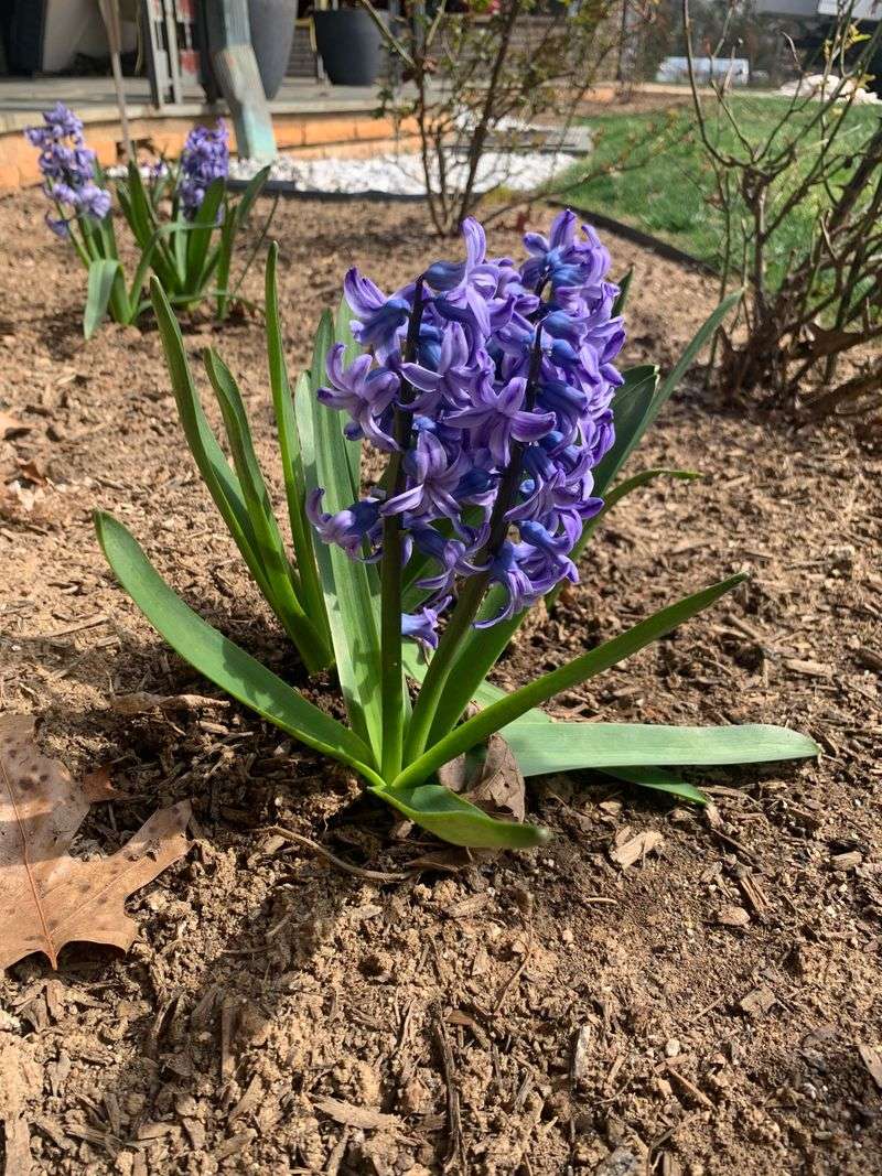 Give Hyacinths Full Sun Before Trees Leaf Out