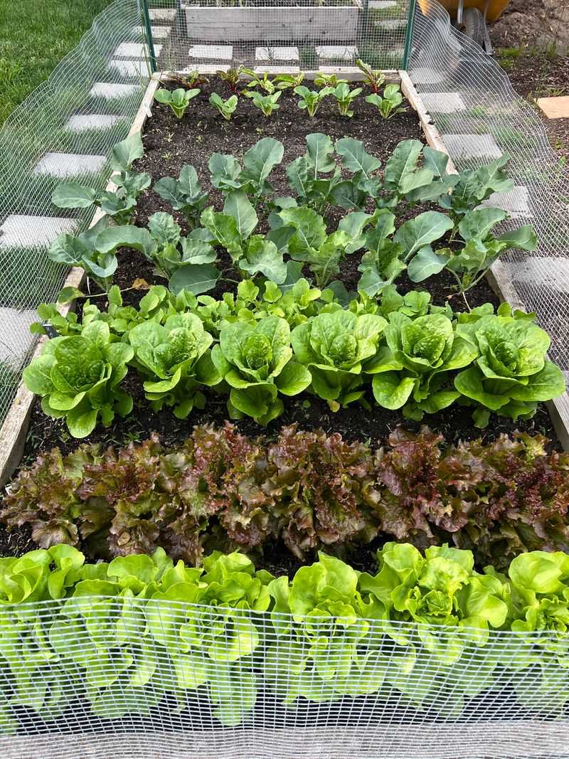 Using Raised Beds To Warm Soil Faster
