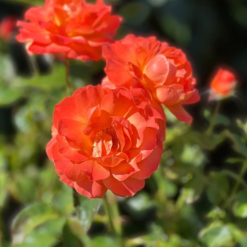 Planting Roses Where They Get Morning Sun