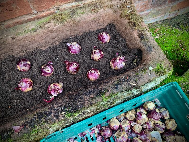 Planting Depth That Supports Strong Roots